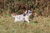 BERGER AUSTRALIEN PUPPIES 200
